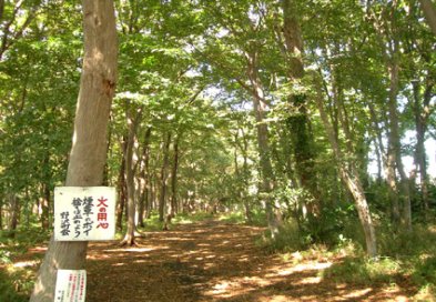 野沢会館脇の林の写真